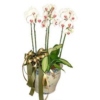 호접란(레드립)