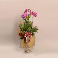 호접란(핑크)